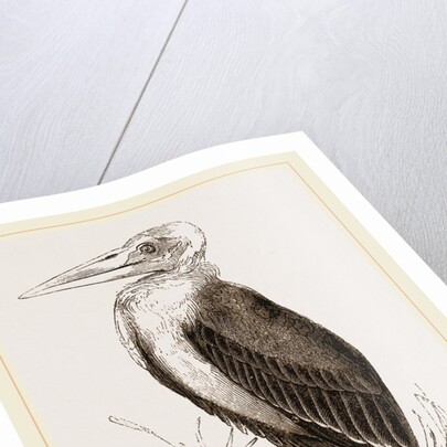 Marabou by Anonymous