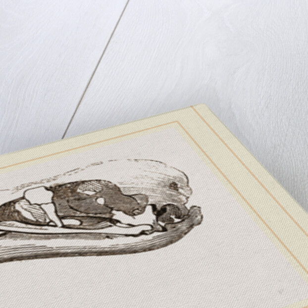 Skull of Flamingo by Anonymous