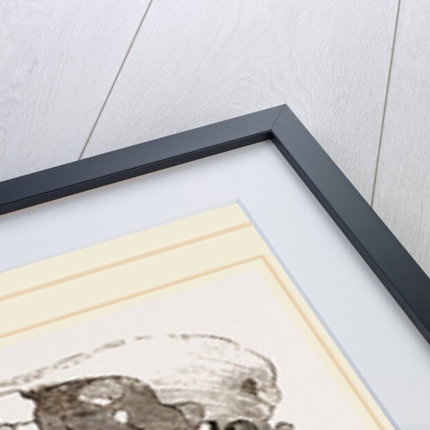 Skull of Flamingo by Anonymous