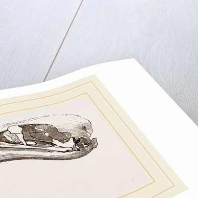 Skull of Flamingo by Anonymous