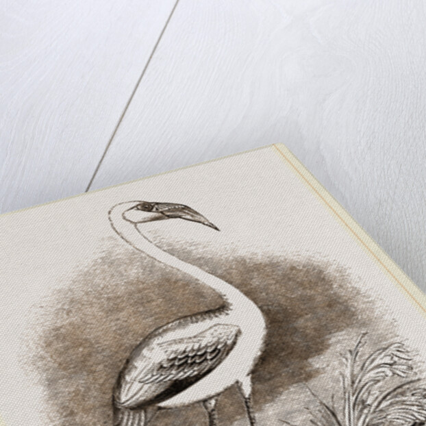 Little Flamingo by Anonymous