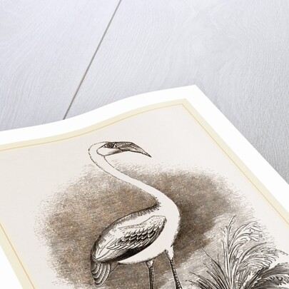 Little Flamingo by Anonymous