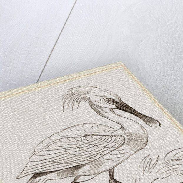 Spoonbill by Anonymous