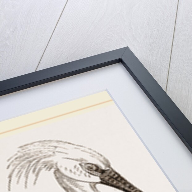 Spoonbill by Anonymous