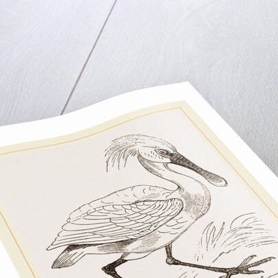 Spoonbill by Anonymous