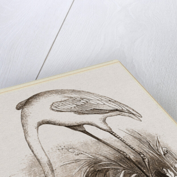 Flamingo by Anonymous