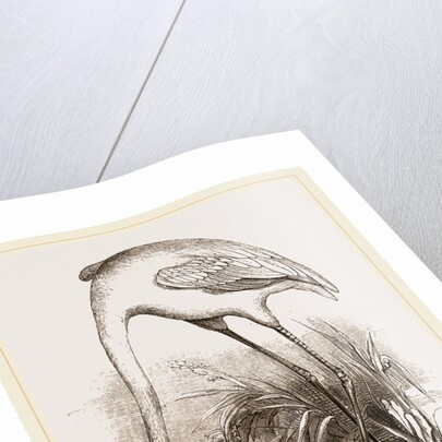 Flamingo by Anonymous