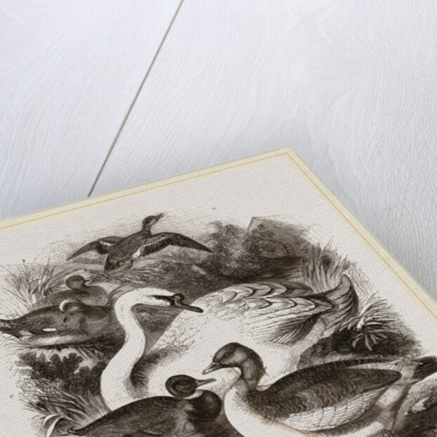 Group of Water Fowl by Anonymous