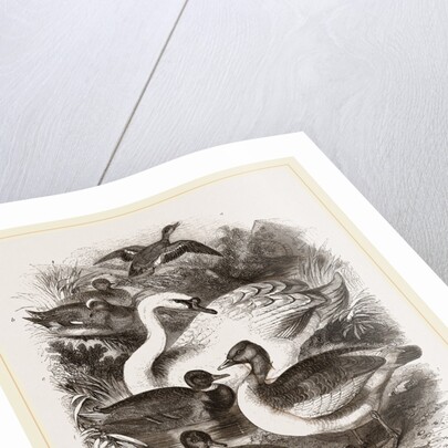 Group of Water Fowl by Anonymous