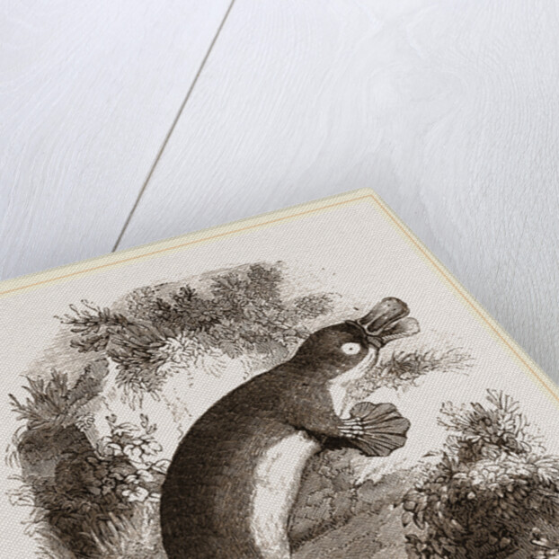 Ornithorhynchus by Anonymous