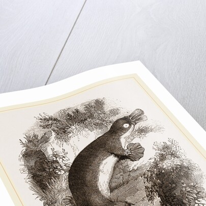 Ornithorhynchus by Anonymous