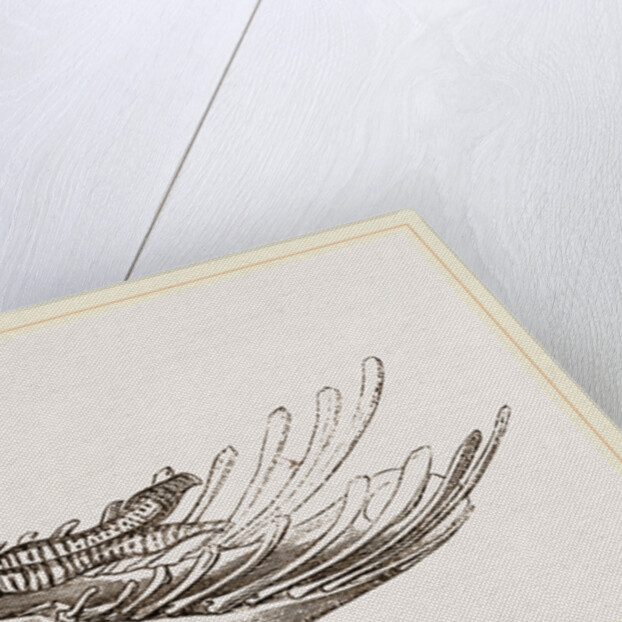 Breast-bone of Wild Swan by Anonymous