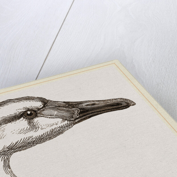 Head of Bewick's Swan by Anonymous