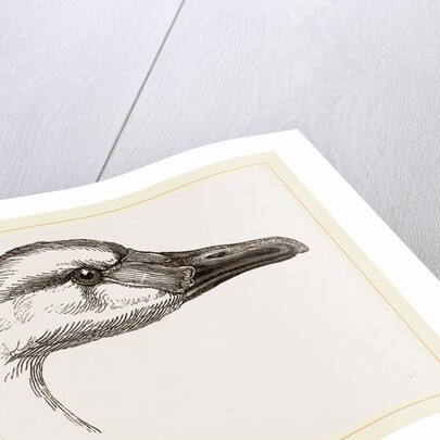 Head of Bewick's Swan by Anonymous
