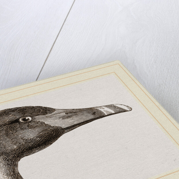 Head of Black Swan by Anonymous