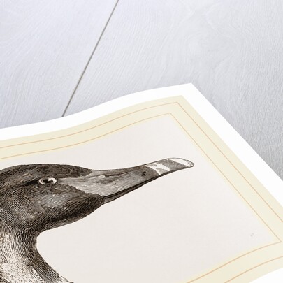 Head of Black Swan by Anonymous