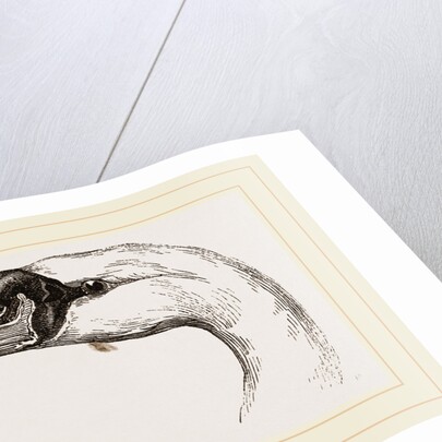 Head of Tame Swan by Anonymous