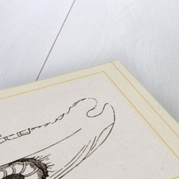 Breast-bone of Wild Swan by Anonymous