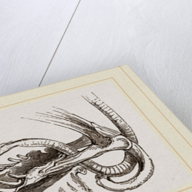 Breast-bone of Black Swan by Anonymous