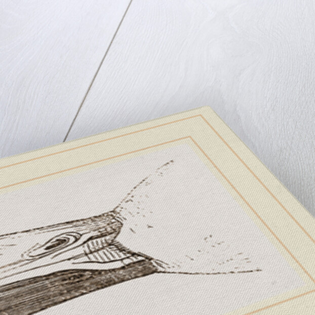 Bill of Malacorhynchus by Anonymous