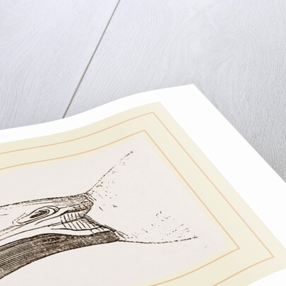 Bill of Malacorhynchus by Anonymous