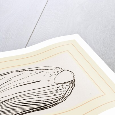 Bill of Mallard by Anonymous