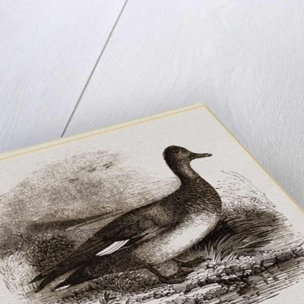 Gadwall by Anonymous