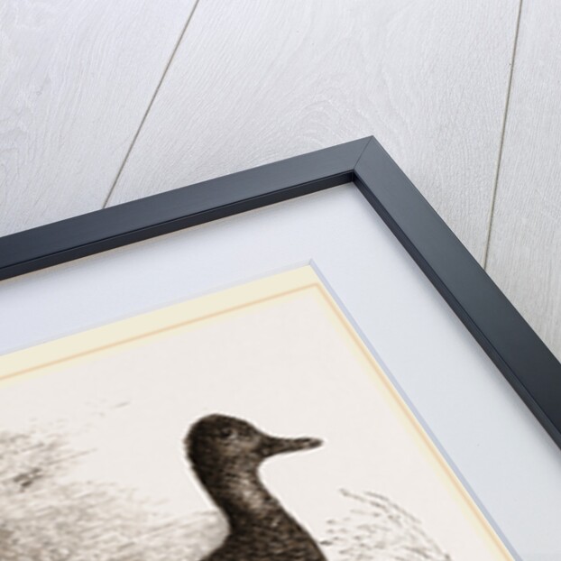 Gadwall by Anonymous