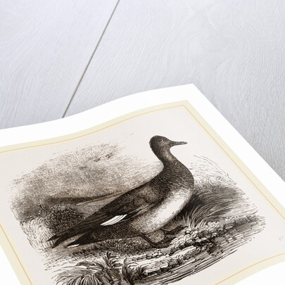 Gadwall by Anonymous
