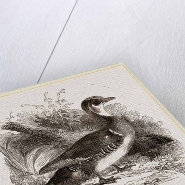 Summer Duck by Anonymous