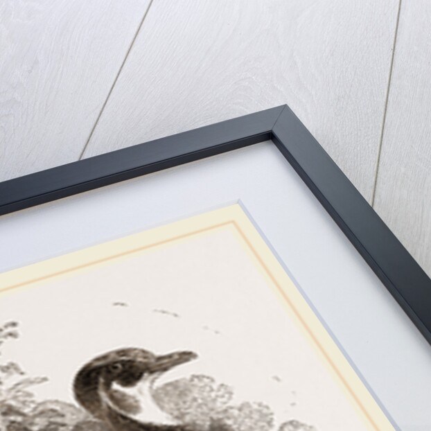 Summer Duck by Anonymous