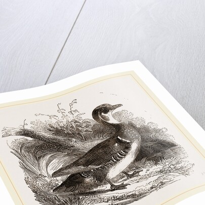 Summer Duck by Anonymous