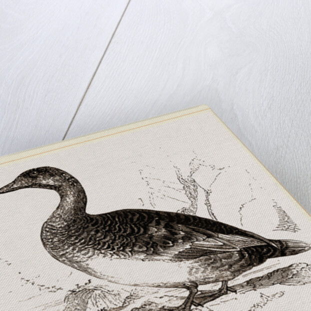 Female Eider-Duck by Anonymous