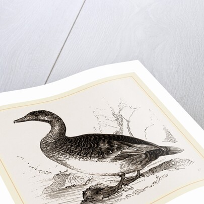 Female Eider-Duck by Anonymous