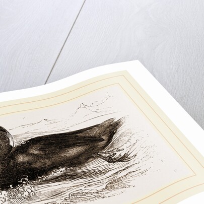Surf-Duck by Anonymous