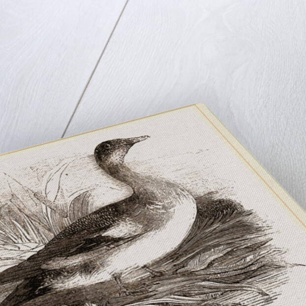 Americau Widgeon by Anonymous