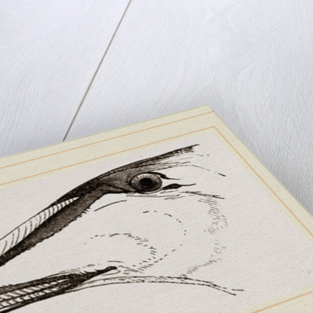 Bill of Eider-Duck by Anonymous