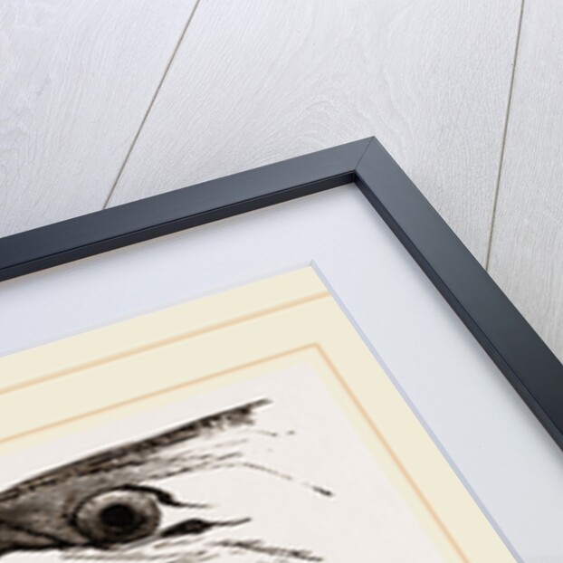 Bill of Eider-Duck by Anonymous