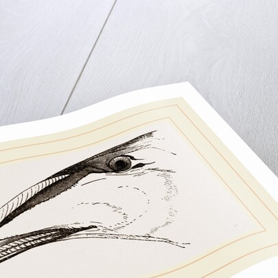 Bill of Eider-Duck by Anonymous