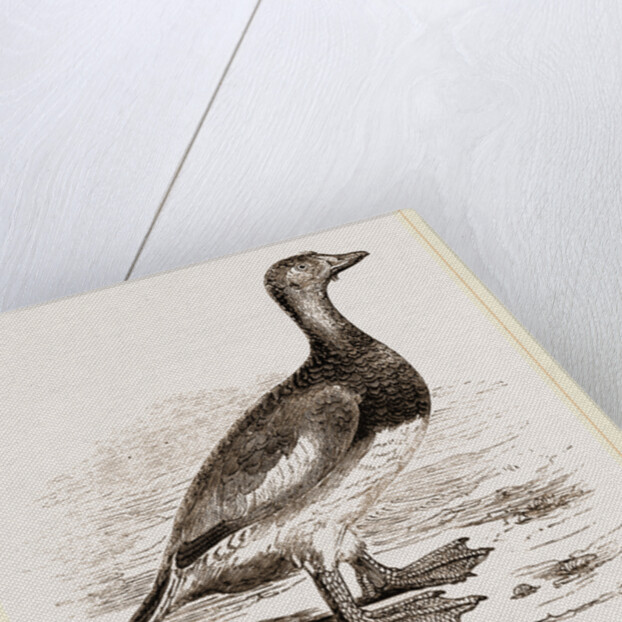 Steamer-Duck by Anonymous