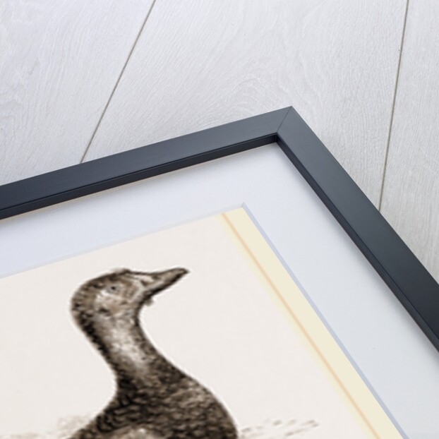 Steamer-Duck by Anonymous