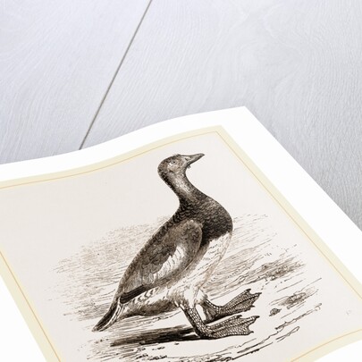 Steamer-Duck by Anonymous