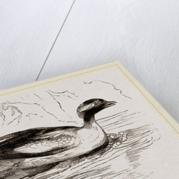 Spirit-Duck Male by Anonymous