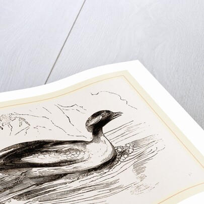 Spirit-Duck Male by Anonymous