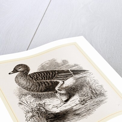 Beau Goose by Anonymous