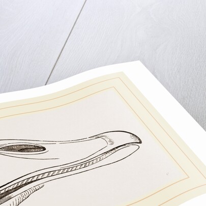 Bill of Egyptian Goose by Anonymous
