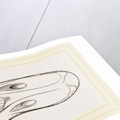 Bill of Egyptian Goose by Anonymous