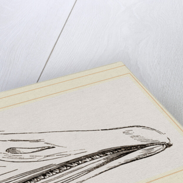 Bill of Snow Goose by Anonymous