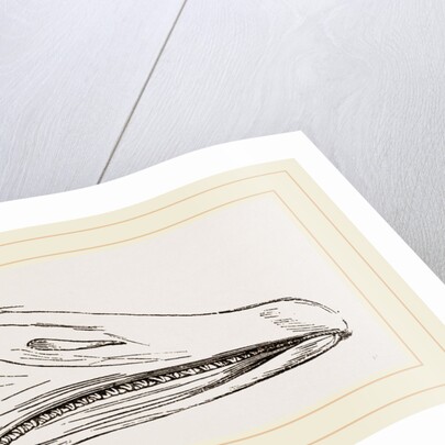 Bill of Snow Goose by Anonymous