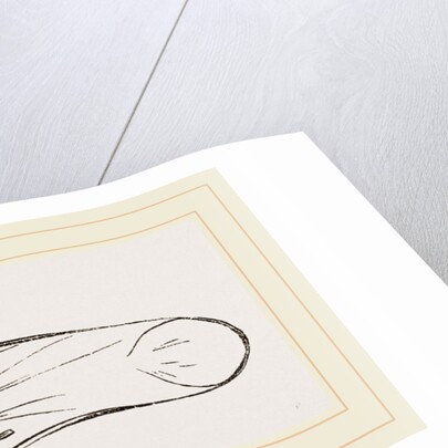 Bill of Snow Goose by Anonymous